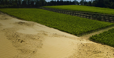 I Sabbioni: l'eccellenza del Sangiovese di Romagna