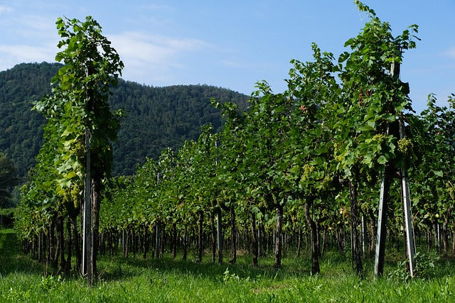 Vini Biologici, Biodinamici e Naturali: una sfida di gusti e valori